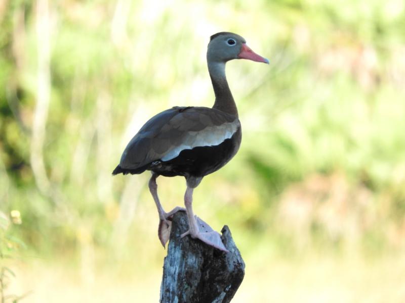 Black bellied Whistling Duck